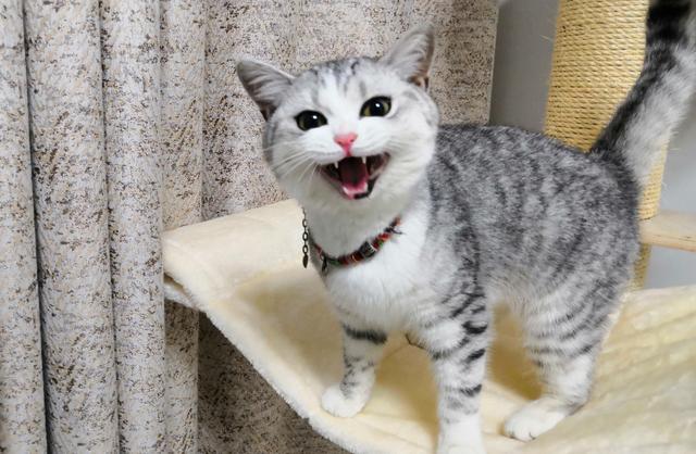 猫吐出的黄水里面有寄生虫,猫呕吐吐出虫子怎么办