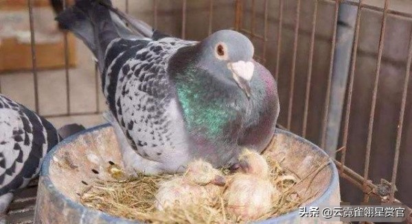 一夫一妻制的动物们,一夫一妻终身伴侣的动物