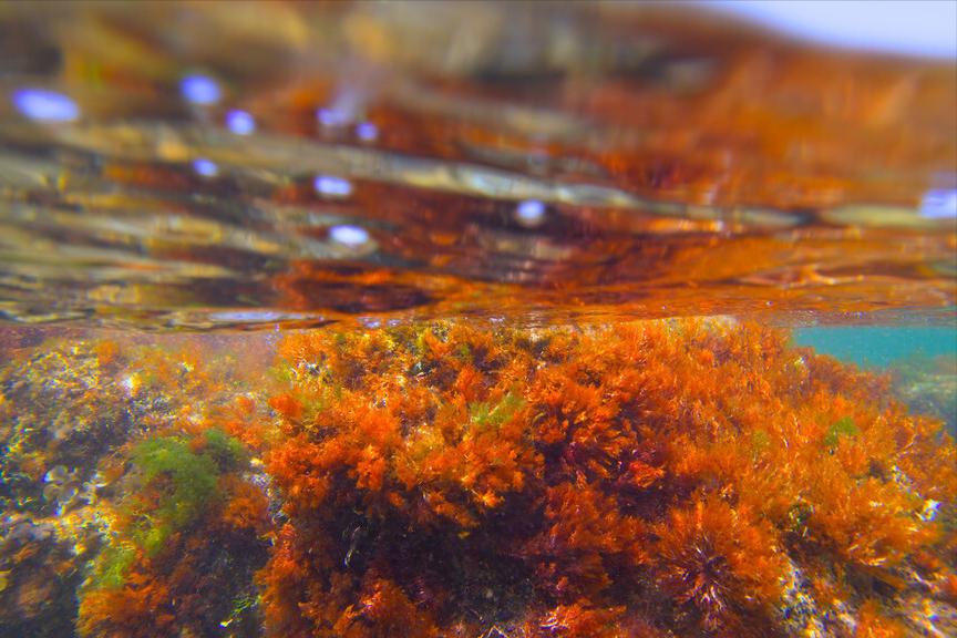 宝宝有没有必要补dha (宝宝吃dha作用与功效)