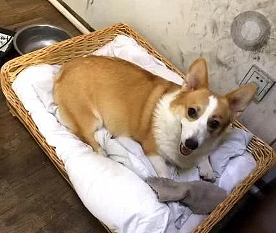 柯基和卷毛狗生出的孩子,柯基和泰迪的杂交犬为什么是黑色