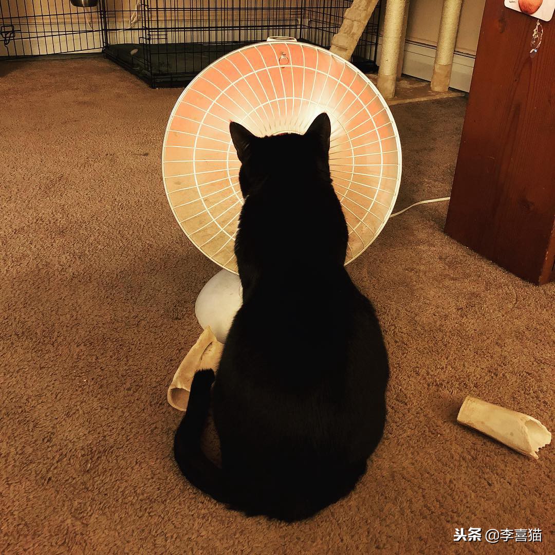冬天到了铲屎官应关注些什么,铲屎官春季关注事项