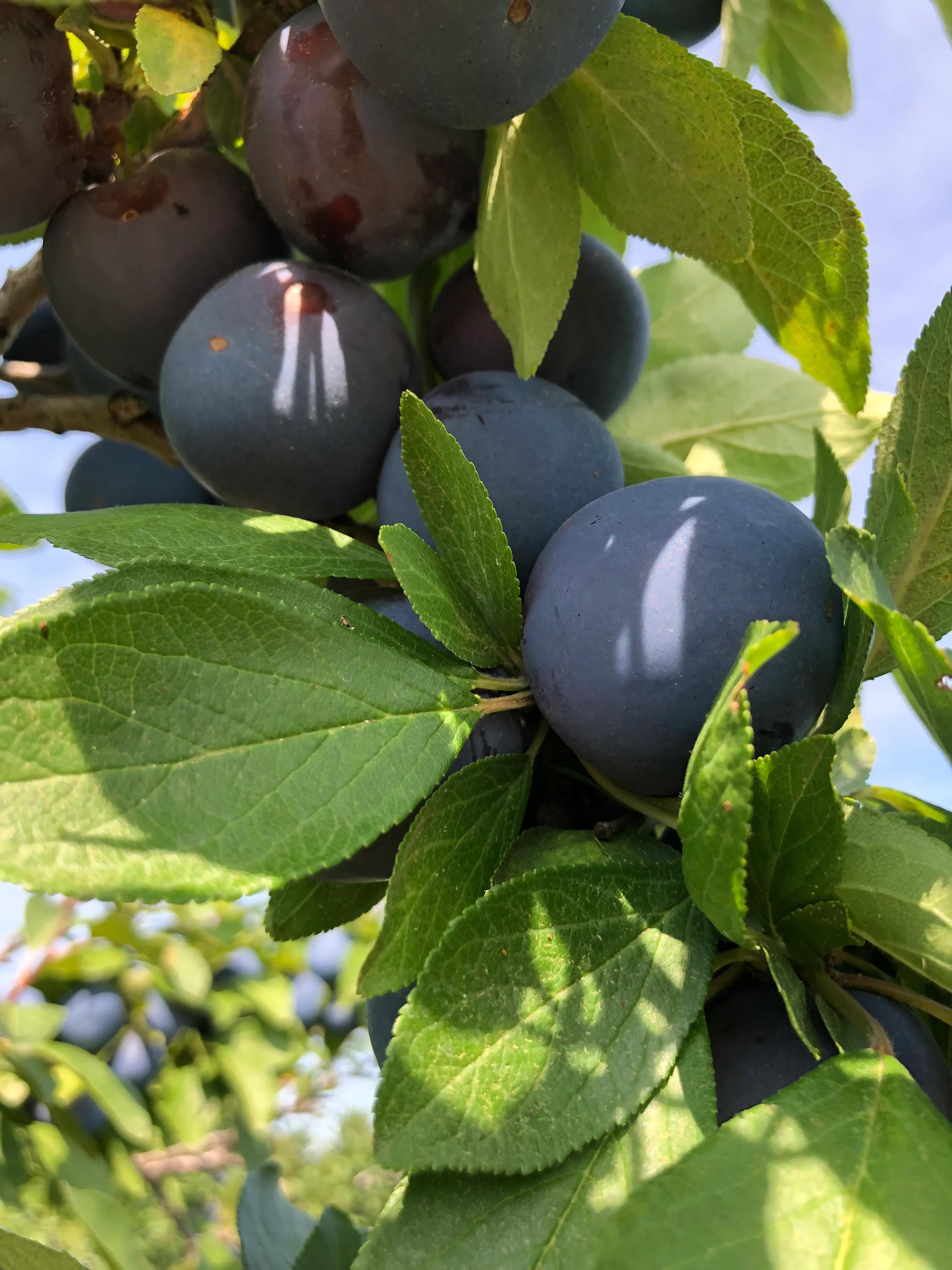 果园摘西梅,西梅夏天如何摘心
