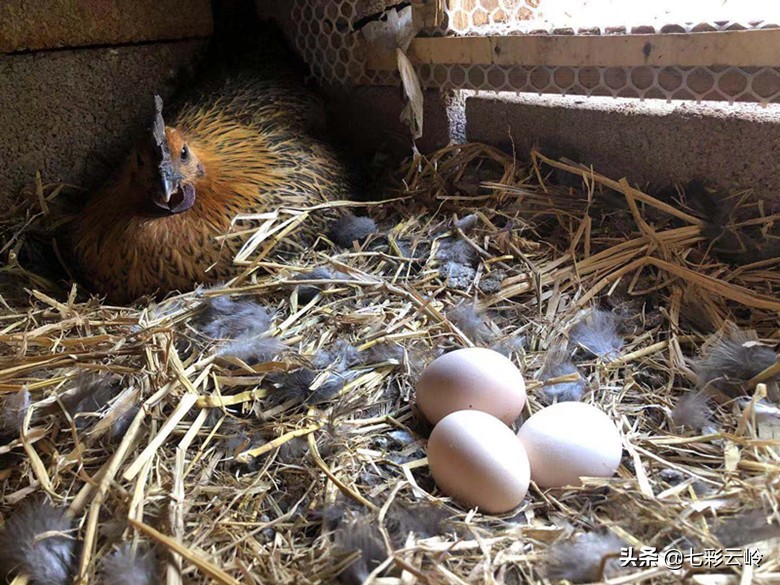 泸西：喂好一只鸡，云野碧鸡，鸣响深山