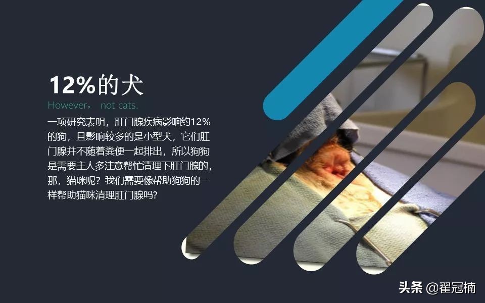 你家猫肛门腺那点事儿...挤？不挤？