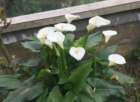 马蹄莲盆栽大量黄叶怎么处理,马蹄莲黄叶放点什么维生素好