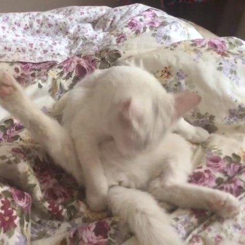 猫咪喜欢舔塑料是什么原因,洗完头猫咪喜欢舔主人头发