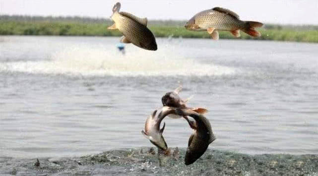 鱼塘老滑鱼不开口怎么钓,对付滑口鱼的正确方法