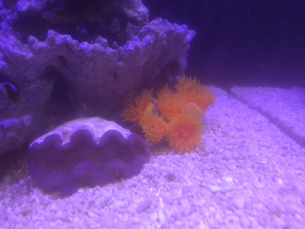 玩海缸从零开始,玩海缸最重要的是什么