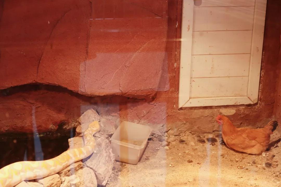 在动物园漫步才是正经事|暴走福州