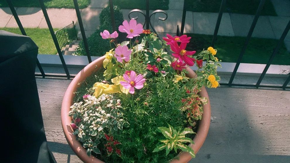 波斯菊不长主叶,波斯菊只长高不长粗是怎么回事