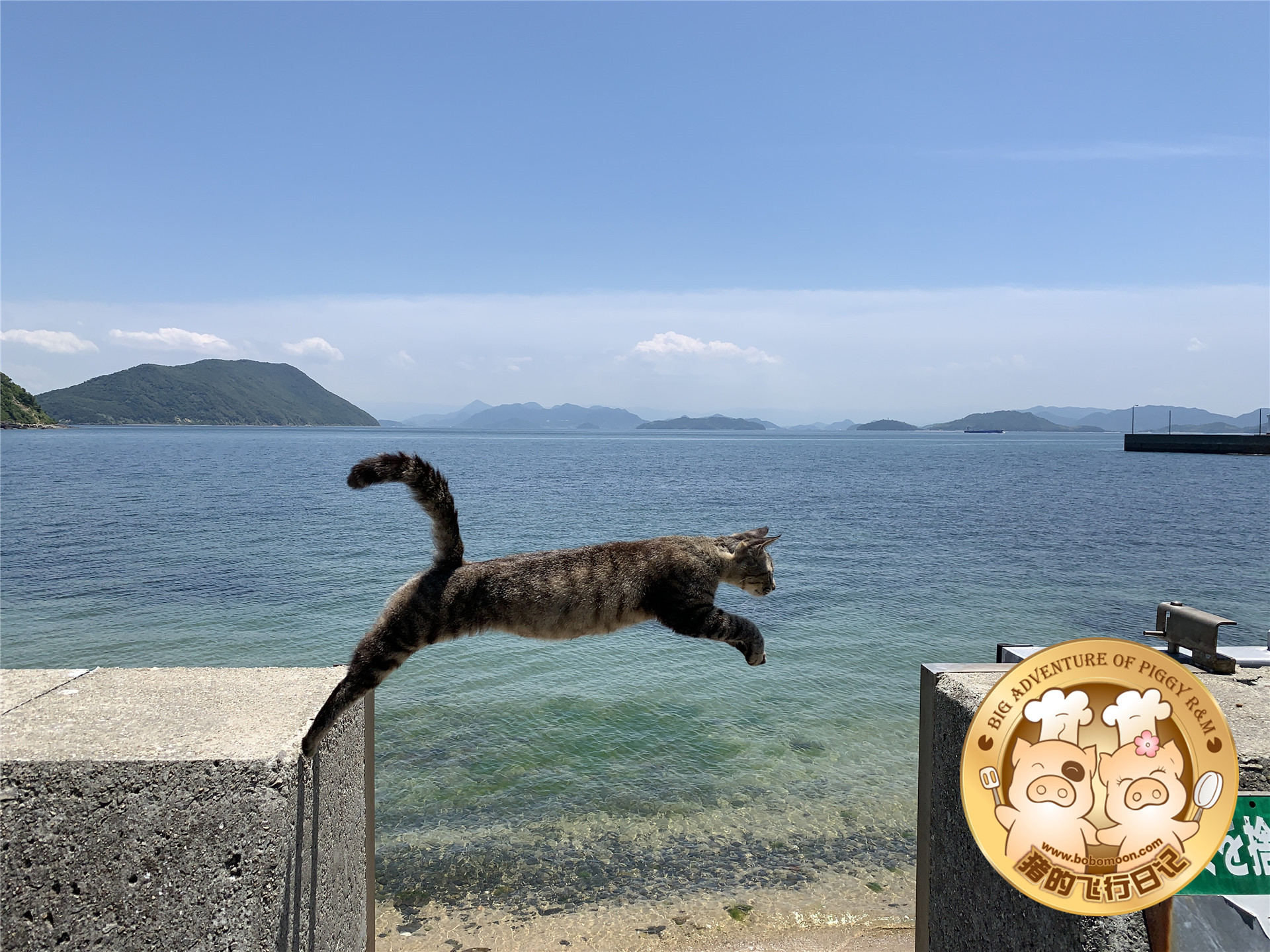 被铲屎官惊到的喵星人,让铲屎官瑟瑟发抖的喵星人