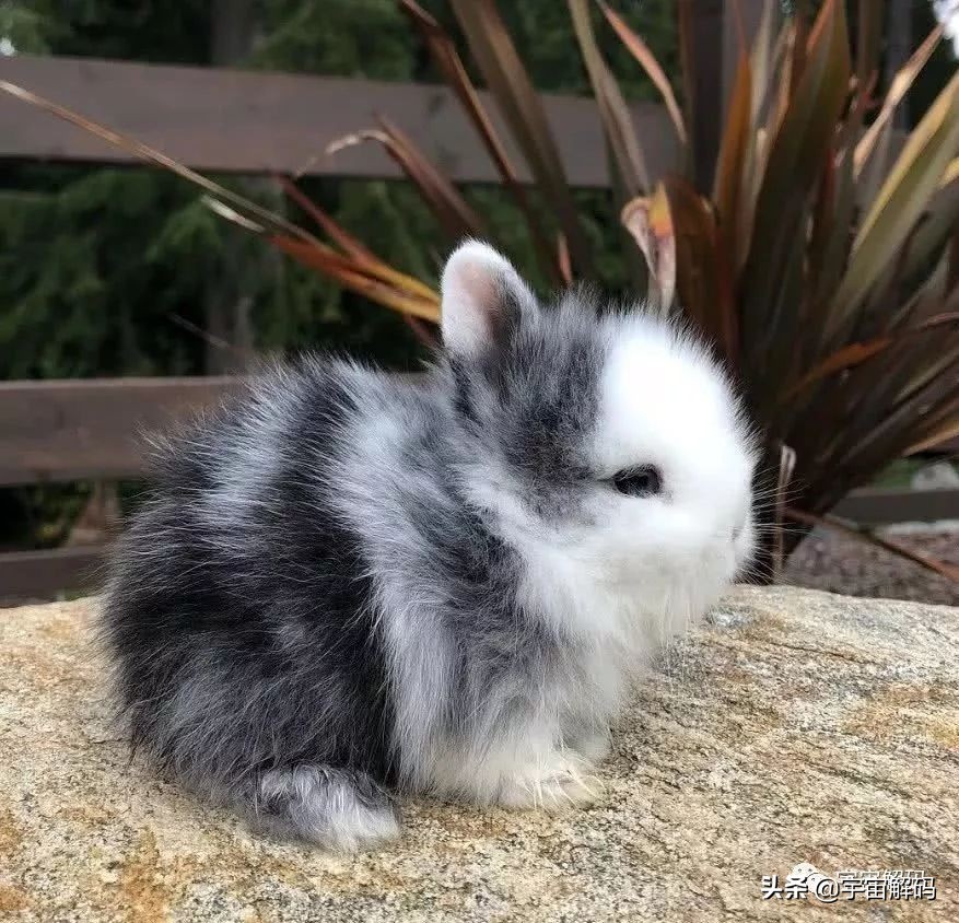 20张动物照片,宝宝萌照动物图片