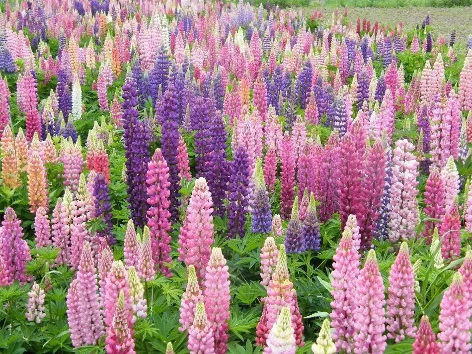 看到花的时候，不知是什么花？那就收下这份百花图谱