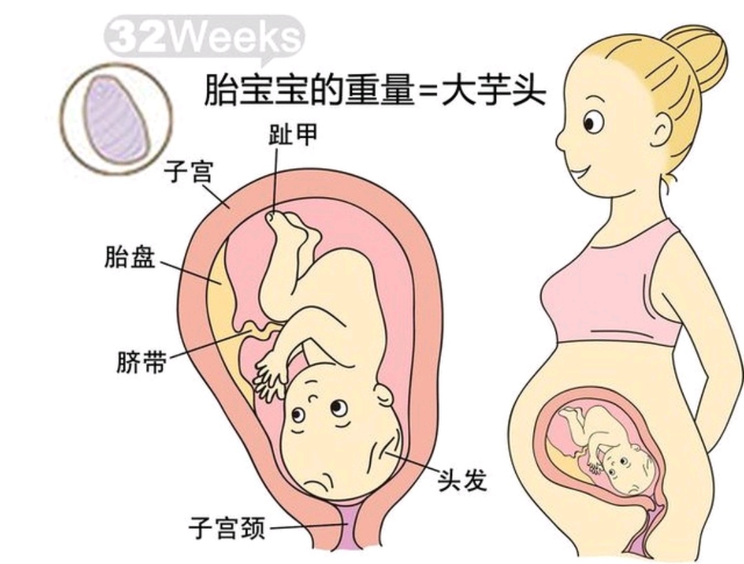孕1-40周胎儿发育过程,孕8周到12周胎儿发育情况