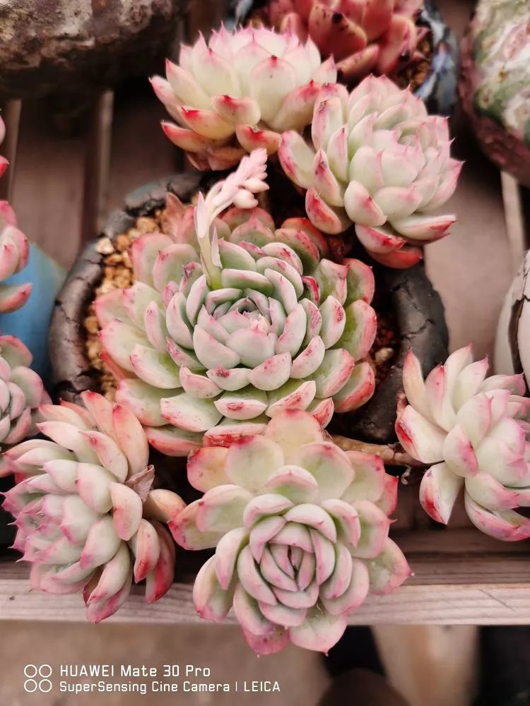 冬日如何更好地养多肉,冬天可以户外养护的多肉