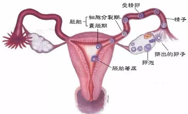 输卵管造影的最佳检查时间是什么时候？真的会很痛么？