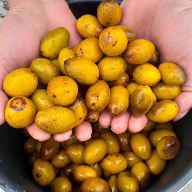 入暑后吃什么水果最好,处暑过后吃点什么