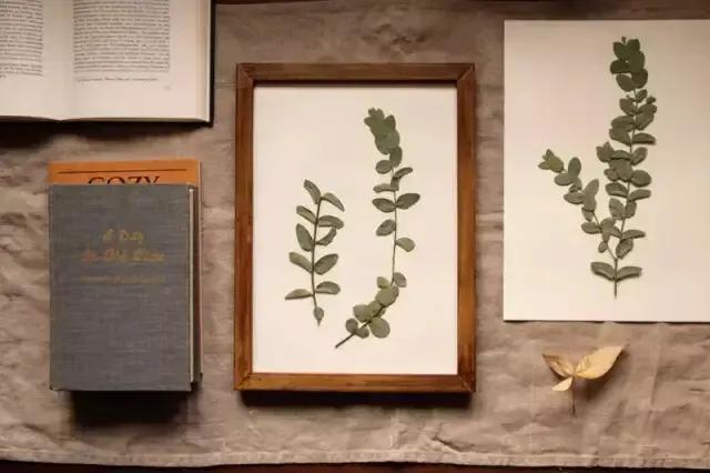 如何制作植物标本书,用小麻薯圆标本做手账