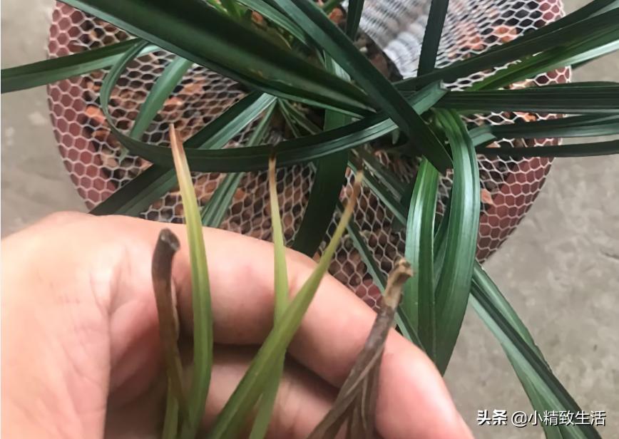 兰花用多菌灵关注什么,兰花生病可以用多菌灵