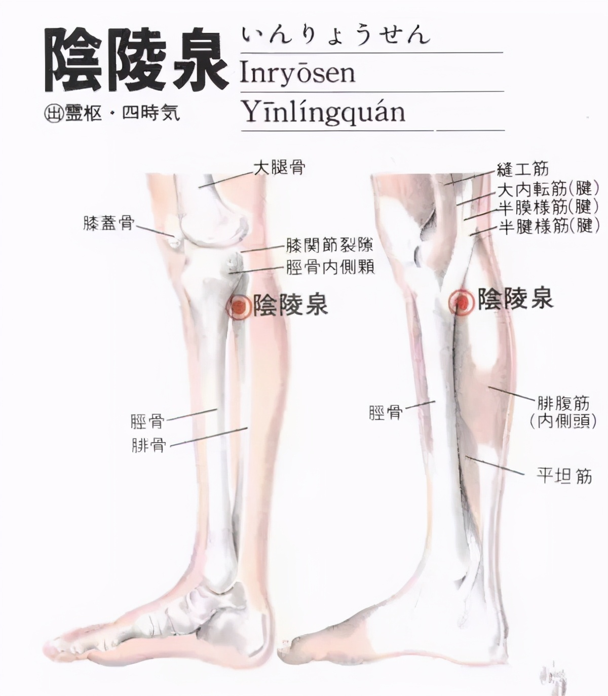 祛湿的穴位阴陵泉穴的准确位置图,阴陵泉穴可以减肥吗