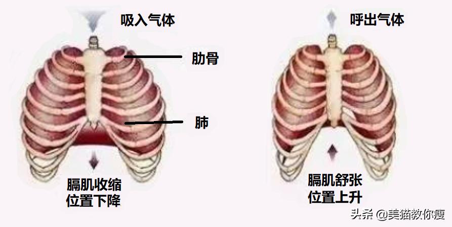 肌肉腿如何瘦成筷子腿7天见效,学生党也能让肌肉腿变成筷子腿