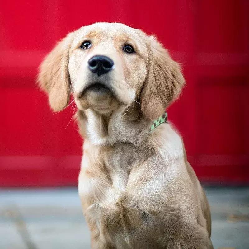 狗狗身上出红疹，原因很多速就诊