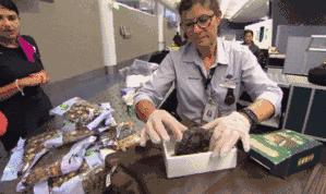 澳洲禁止入境物品最新规定,入境澳洲哪些东西能带哪些是禁带