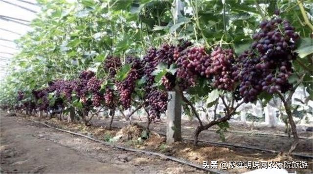 平度苗木基地桃树苗,山东日照苗木种植基地桃树苗