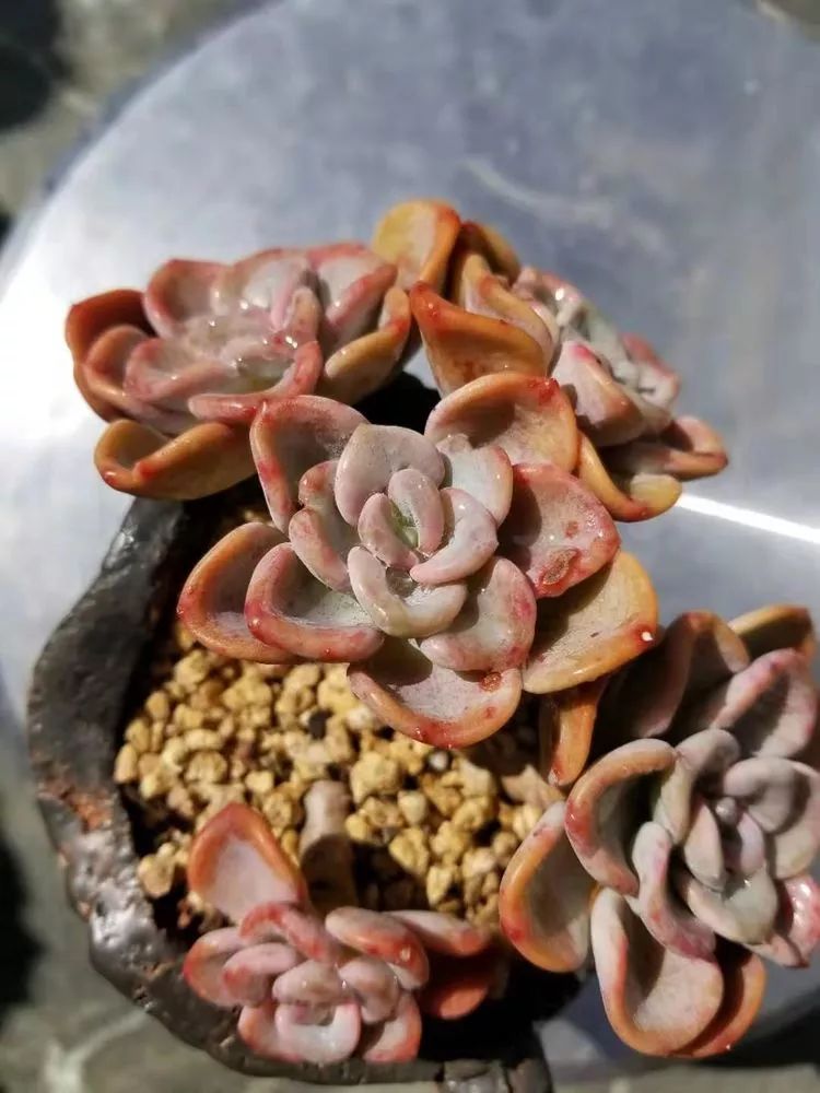 爱机车，爱多肉，宝妈花姐的诗和远方