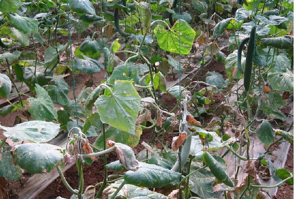 黄瓜枯萎病防治方法,黄瓜萎蔫症症状