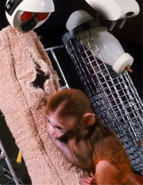 涨姿势世界七大著名心理学效应,动物都可能得抑郁症吗