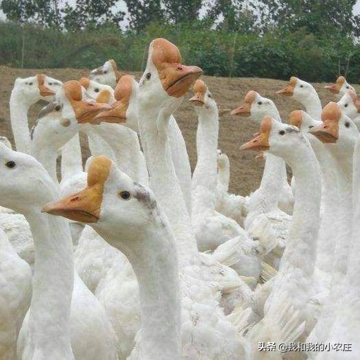 小鹅如何养殖成活率高,怎样用自家的鹅孵化小鹅苗最好
