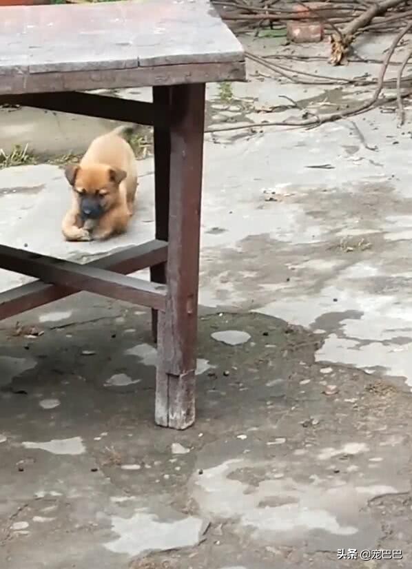 小狗刚买回来腿瘸了,发现小狗后腿走路有点拐怎么回事