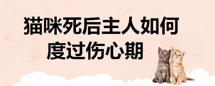 猫咪死后主人如何度过伤心期，这四种方法帮你走出来
