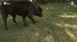 澳洲狗子吸毒,澳大利亚流浪狗