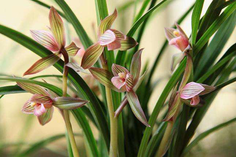 春兰和春剑兰的区别在哪里,春兰大富贵和春剑大富贵不一样吗