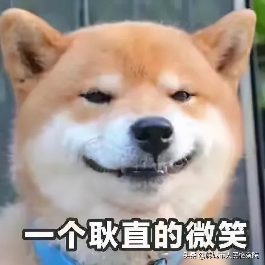 民法典有关于养狗的条款吗,养狗不牵绳犯法吗民法典明确了