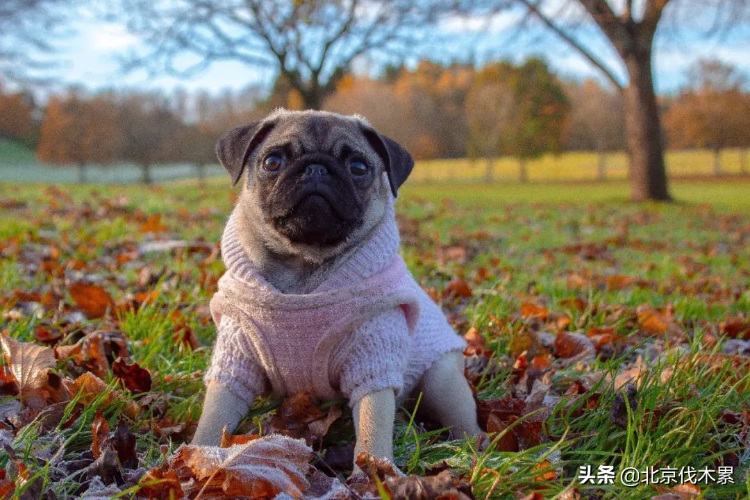 带宠物遛娃好去处,遛娃遛狗一起来