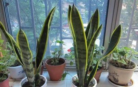 盆栽土越多越好吗,盆栽里面的土太实了怎么办