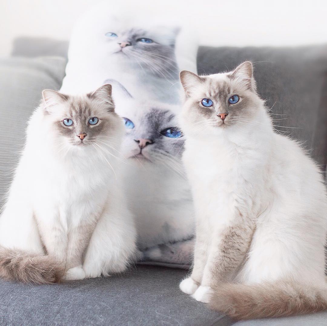 在车上带猫咪如何避免应激反应,过年回家带猫开车需要关注事项