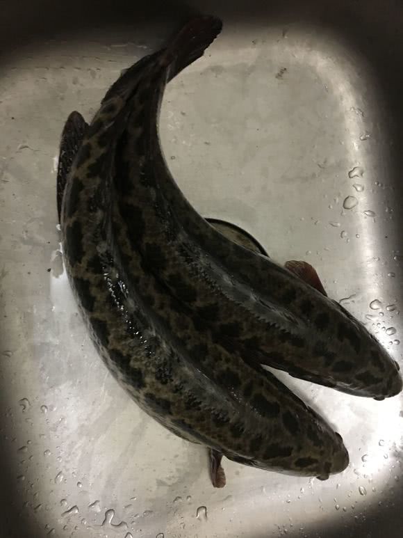 <html>
<head><title>502BadGateway</title></head>
<body>
<center><h1>502BadGateway</h1></center>
<hr><center>nginx</center>
</body>
</html>
<!--apaddingtodisableMSIEandChromefriendlyerrorpage-->
<!--apaddingtodisableMSIEandChromefriendlyerrorpage-->
<!--apaddingtodisableMSIEandChromefriendlyerrorpage-->
<!--apaddingtodisableMSIEandChromefriendlyerrorpage-->
<!--apaddingtodisableMSIEandChromefriendlyerrorpage-->
<!--apaddingtodisableMSIEandChromefriendlyerrorpage-->
