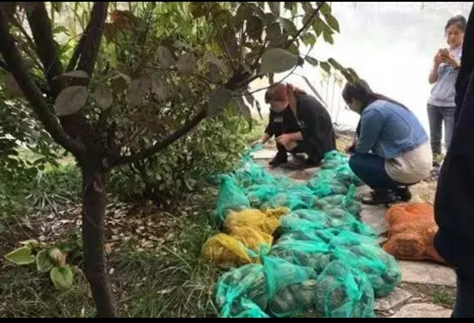 十种最危险的龟,最危险入侵物种巴西龟