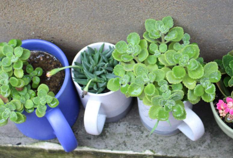 夏天碰碰香怎么浇水才让它长得好,碰碰香开花吗有什么功效