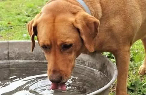 狗狗千万不能喝的六种水,狗狗吃多少巧克力会对身体有影响