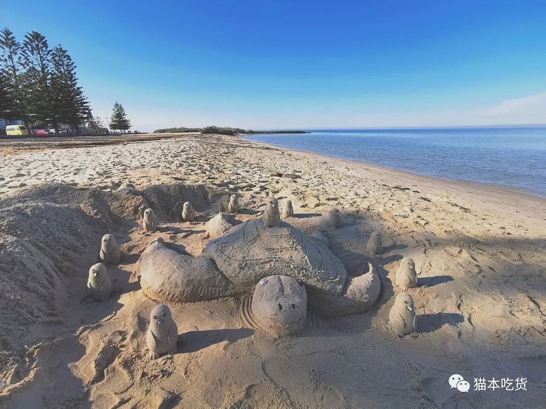 墨尔本两只相互依偎的企鹅,澳大利亚墨尔本看企鹅