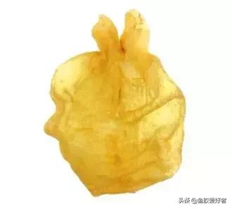 鱼胶养生知识讲解视频,气血不足鱼胶怎么吃