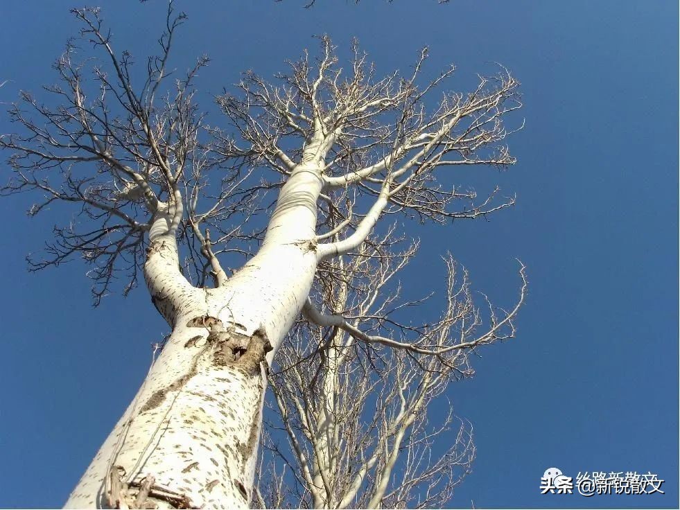 男人拉车送煤回来，背着手唱一句秦腔，女人回应一句秦腔