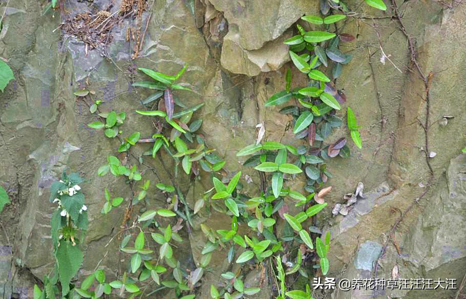 花叶络石要想叶更“花”，养护需要做好这几点，否则花叶变绿叶