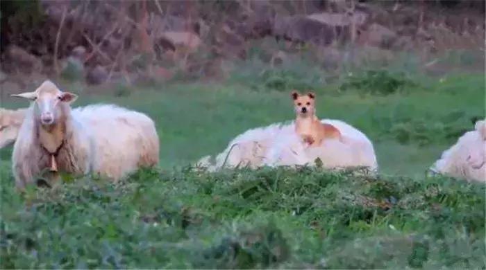 猫咪帮主人铲屎,猫咪热情帮铲屎官牧羊