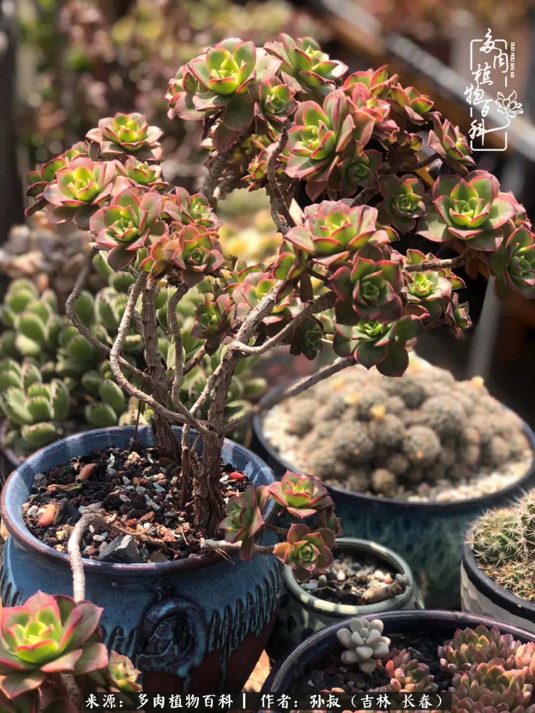 与多肉一起成长,与多肉相伴
